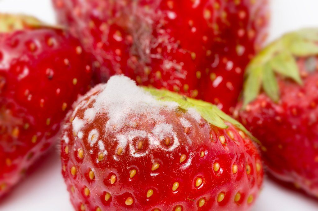 Strawberry quality